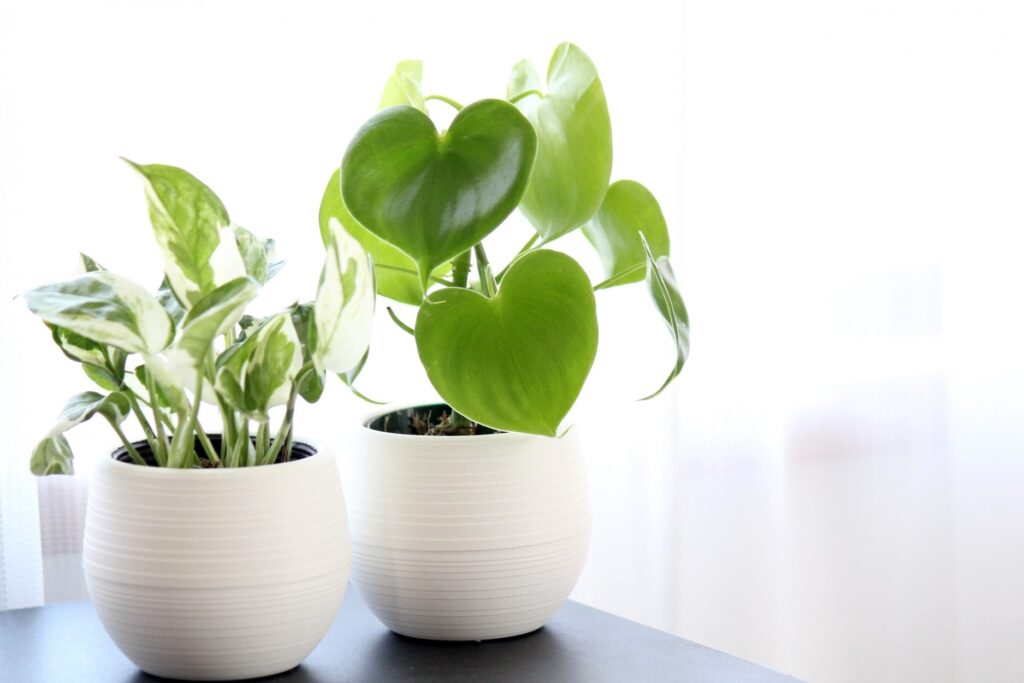 ハート型をした観葉植物