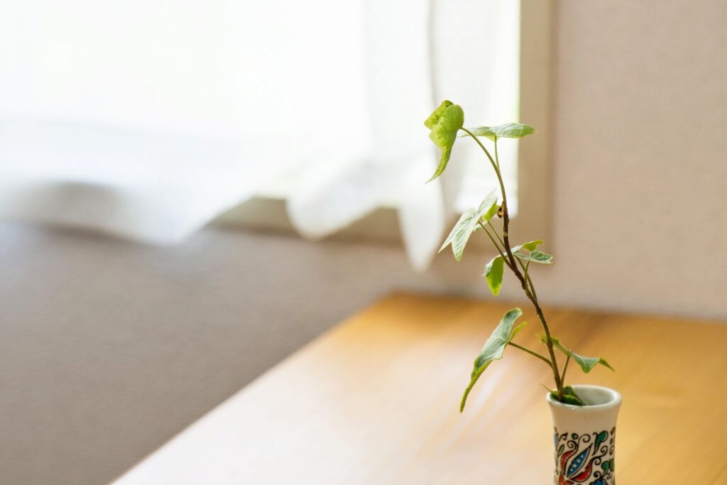 机の上の観葉植物